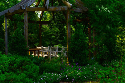 Plants and trees in forest
