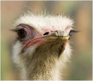 Close-up of a bird