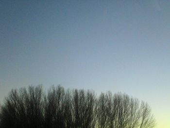 Low angle view of bare trees against clear blue sky