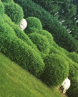 High angle view of green plants