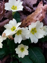 Close-up of white flowers blooming outdoors