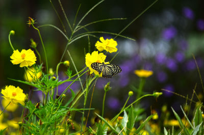 Close-up of butterfly pollinating on flower