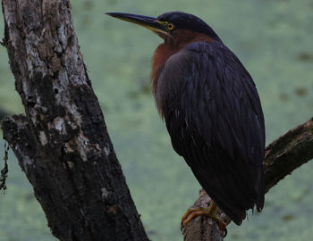 Green heron close-up perched on log full body