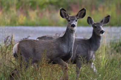 Portrait of deer standing on field