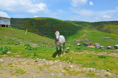 Horses in a field