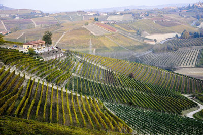 High angle view of vineyard