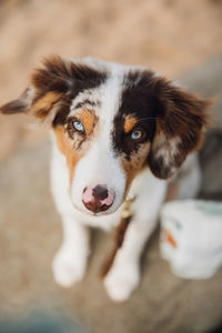 Close-up portrait of dog standing outdoors