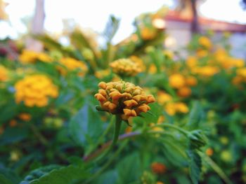 Close-up of yellow flowering plant