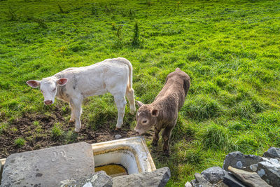 Two young calves standing next to watering place, cliffs of moher, ireland