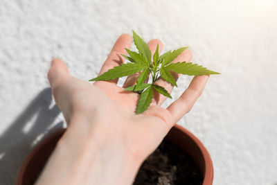 Close-up of hand holding leaves