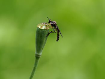 Close-up of insect on plant