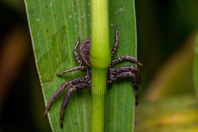 Close-up of insect on leaf