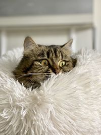 Close-up portrait of a cat at home
