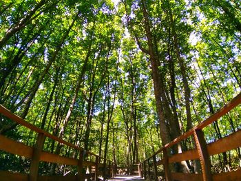 Low angle view of bamboo trees in forest