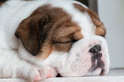 Close-up of bulldog puppy sleeping