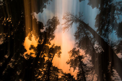 Scenic view of trees against sky at sunset