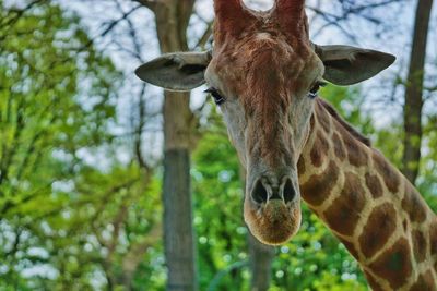 Close-up of giraffe against trees