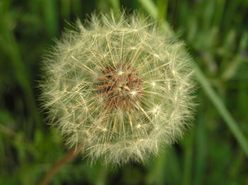 Close-up of dandelion