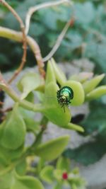 Close-up of insect on plant