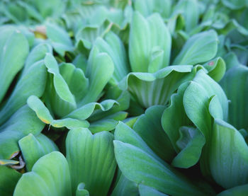 Full frame shot of succulent plant leaves