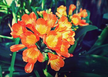 Close-up of orange flower