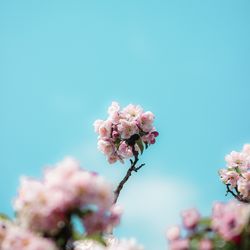 Close-up of pink cherry blossom against sky