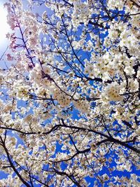 Low angle view of tree against sky