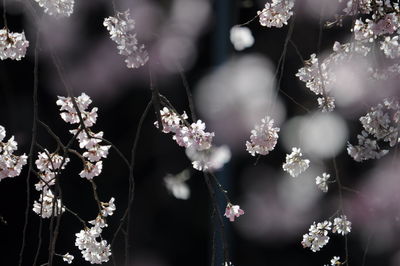 Close-up of white flowering plants