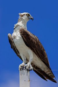 Low angle view of eagle perching against clear blue sky