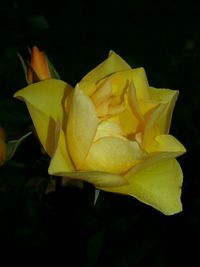 Close-up of rose over black background