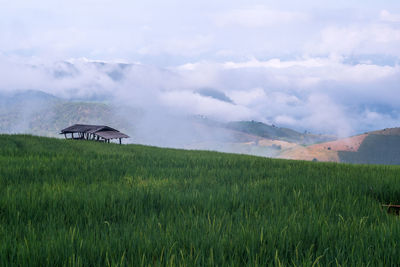 Scenic view of agricultural field against sky