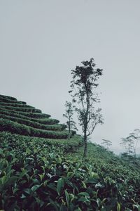 Plants growing on field against clear sky