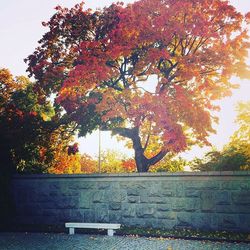 Trees in park during sunset