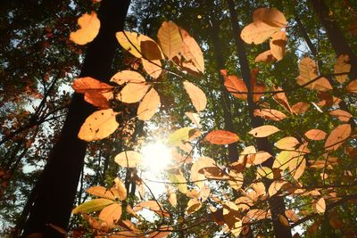 Leaves on tree during autumn