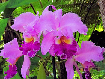 Close-up of pink flowers