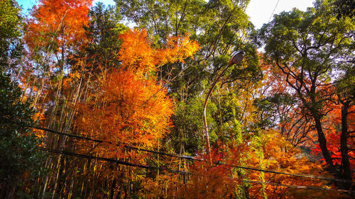 Low angle view of autumnal trees