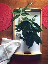 High angle view of potted plant on table