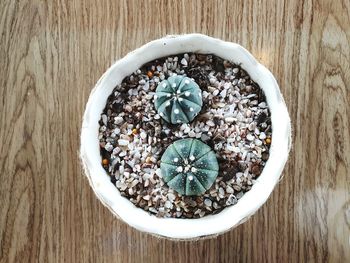 High angle view of potted plant on table