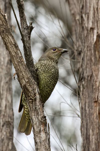 Low angle view of bird perching on tree branch