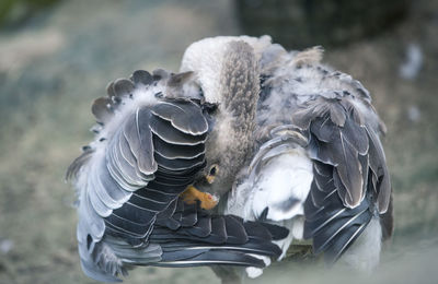 Close-up of swan