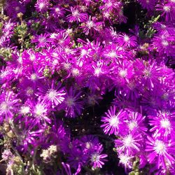 Close-up of purple flowers