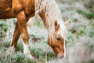 Close-up of grazing on field