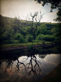 Reflection of trees in lake