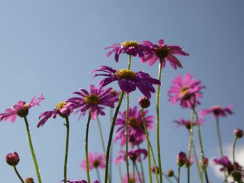 Low angle view of pink flowering plants against clear sky