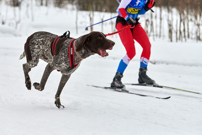 Skijoring dog racing. winter dog sports competition. skiing on snowy cross country track road