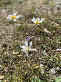 Close-up of white crocus flowers on field