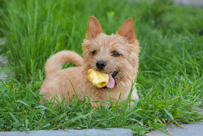 Close-up of dog on field