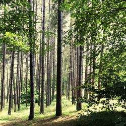 Trees in forest