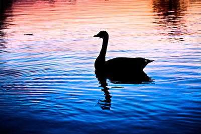 Swan swimming in lake