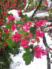 Close-up of red flowers on tree